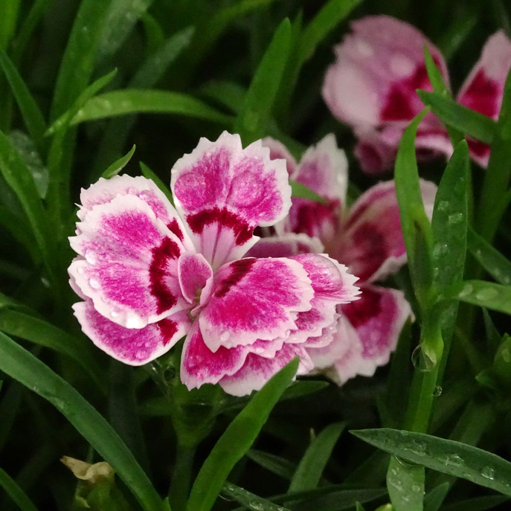 Oeillet double vivace Sunflor Red Esta - Dianthus hybride