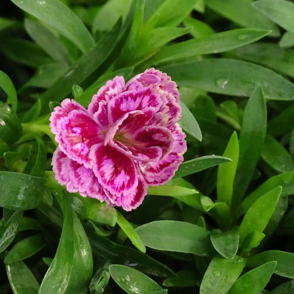 Oeillet double vivace Sunflor Sinclair - Dianthus hybride