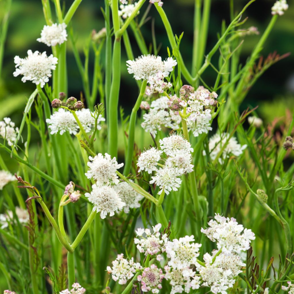 Oenanthe aquatica - Oenanthe aquatique