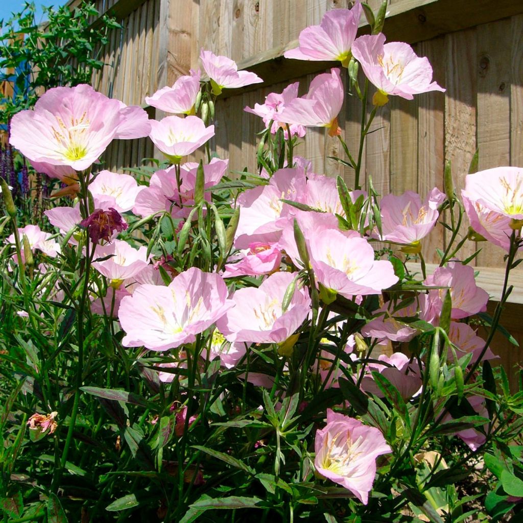 onagre,magie de l'onagre,éclosion,fiche,evening primrose,oenothera