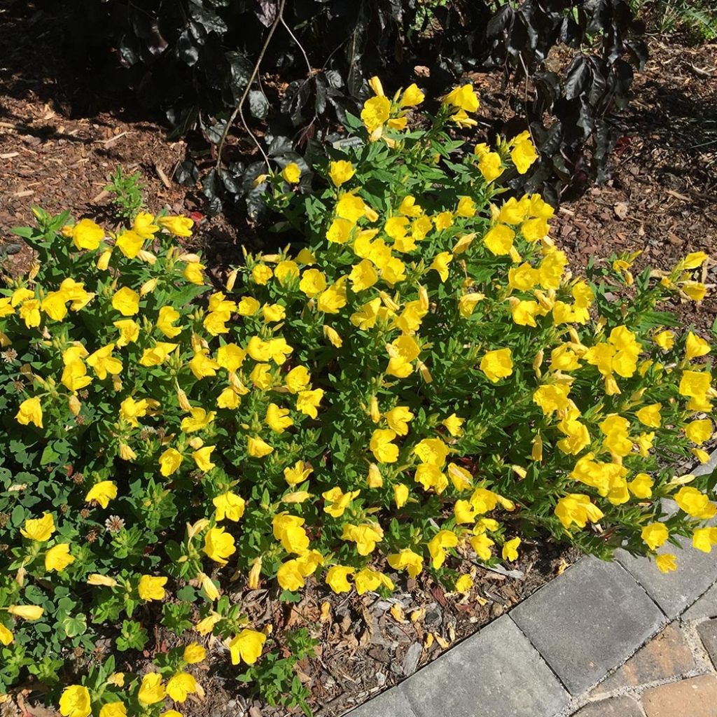 Oenothère Michelle Ploeger - Oenothera fruticosa Michelle Ploeger 