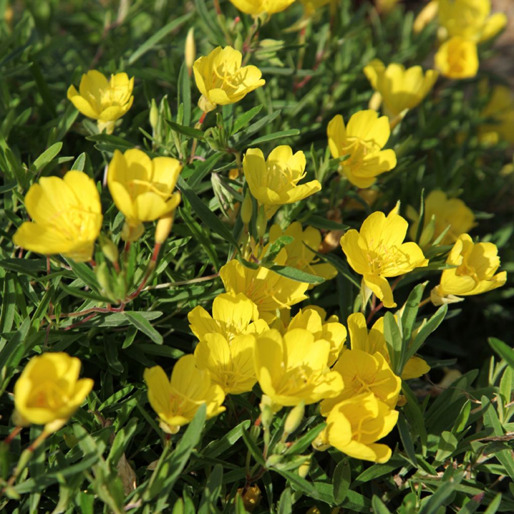 Oenothera fruticosa Sonnenwende - Onagre