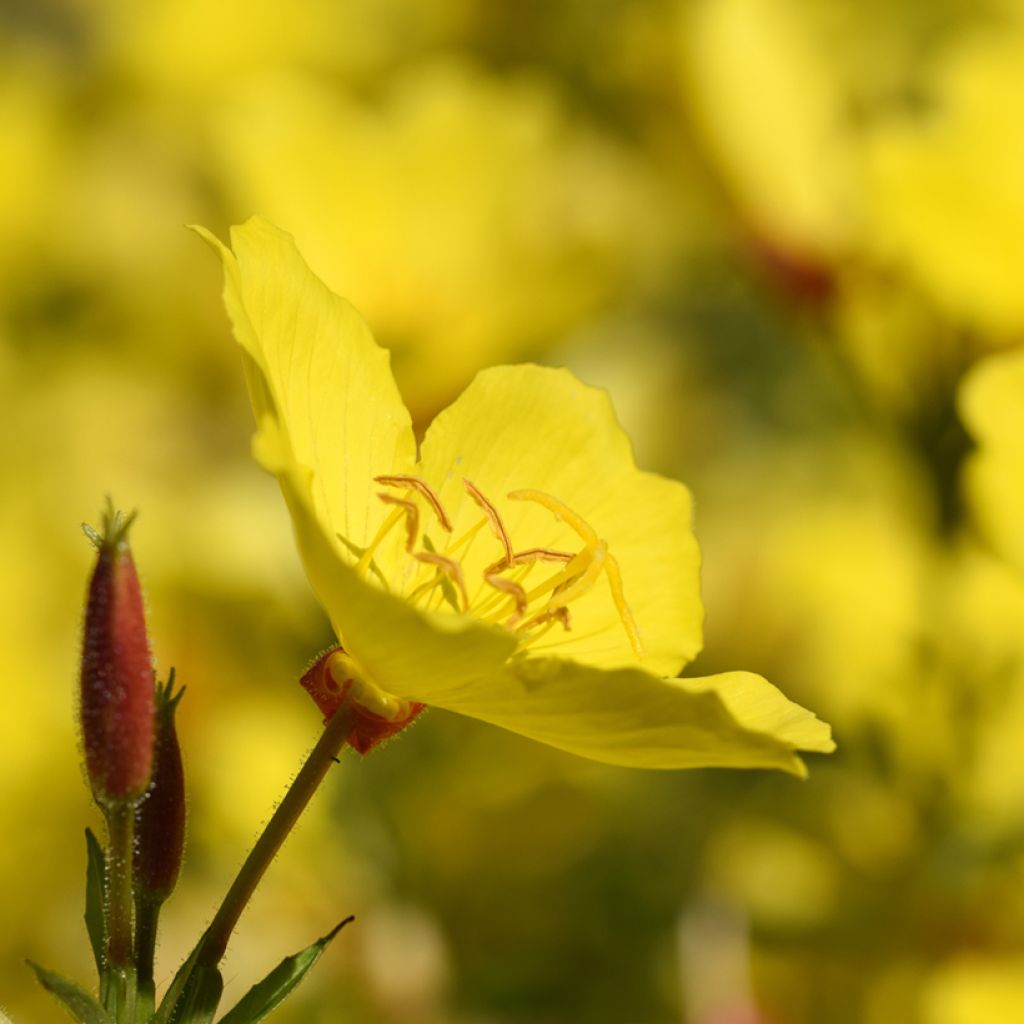 Oenothera fruticosa Sonnenwende - Onagre