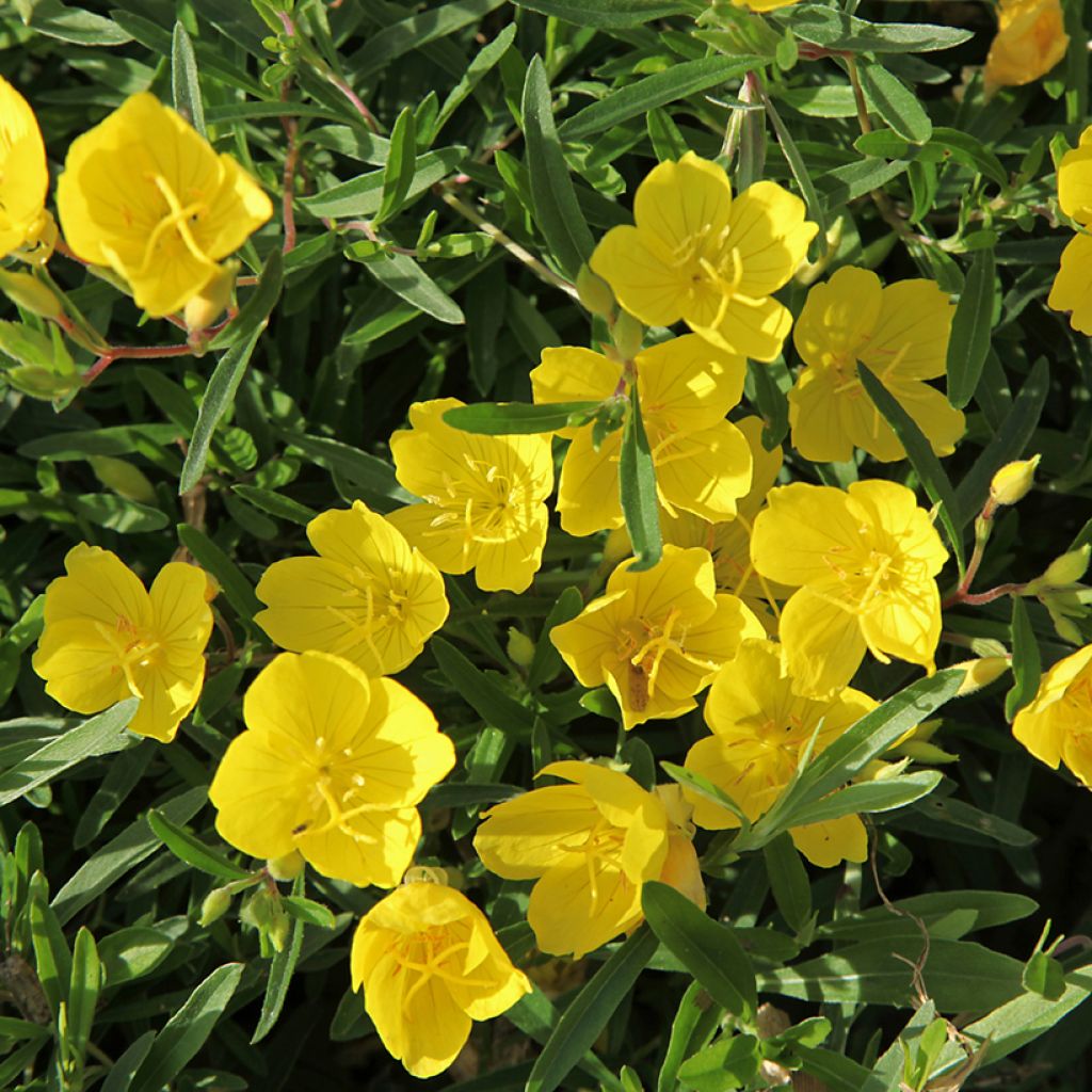 Oenothera fruticosa Sonnenwende - Onagre