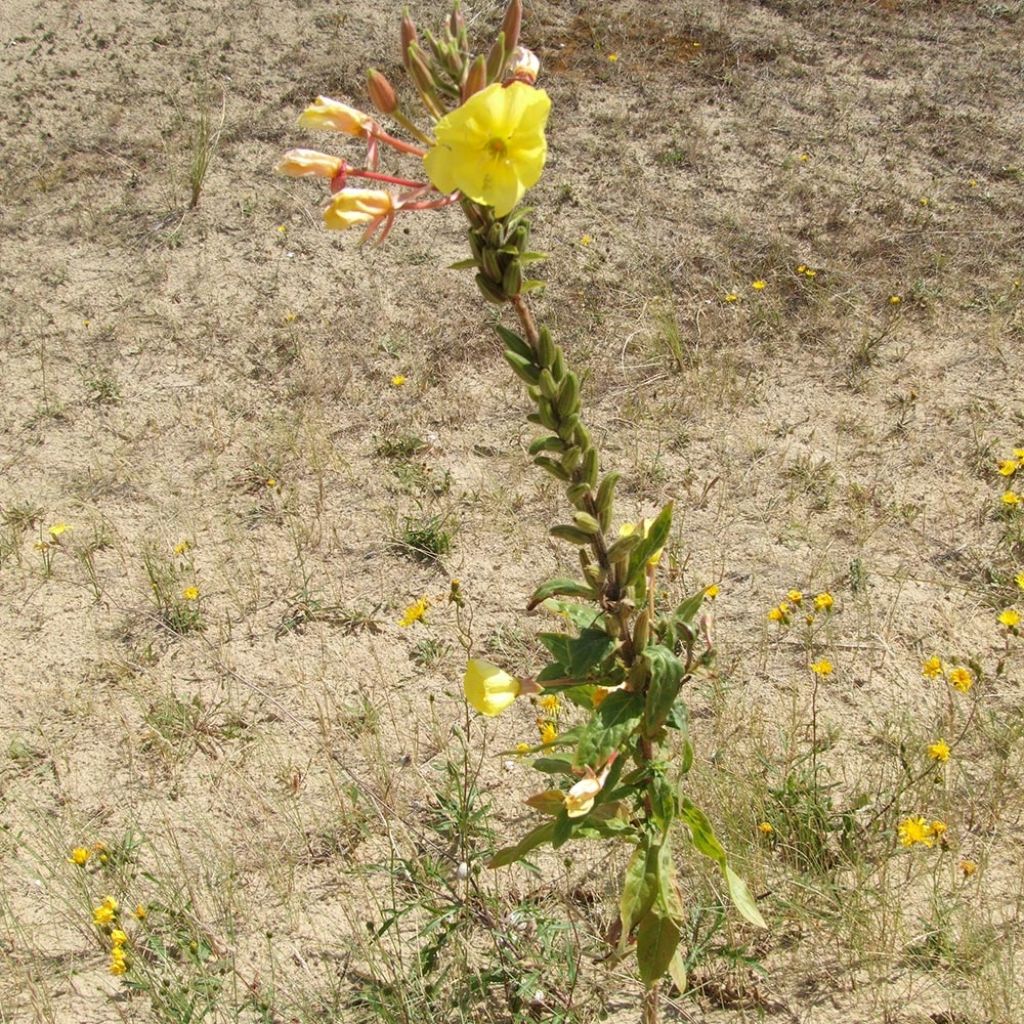 Oenothera glazioviana - Oenothera erythrosepala - Onagre de Lamarck