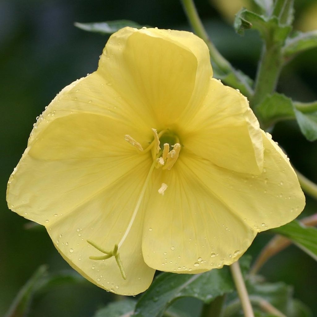 Oenothera glazioviana - Oenothera erythrosepala - Onagre de Lamarck