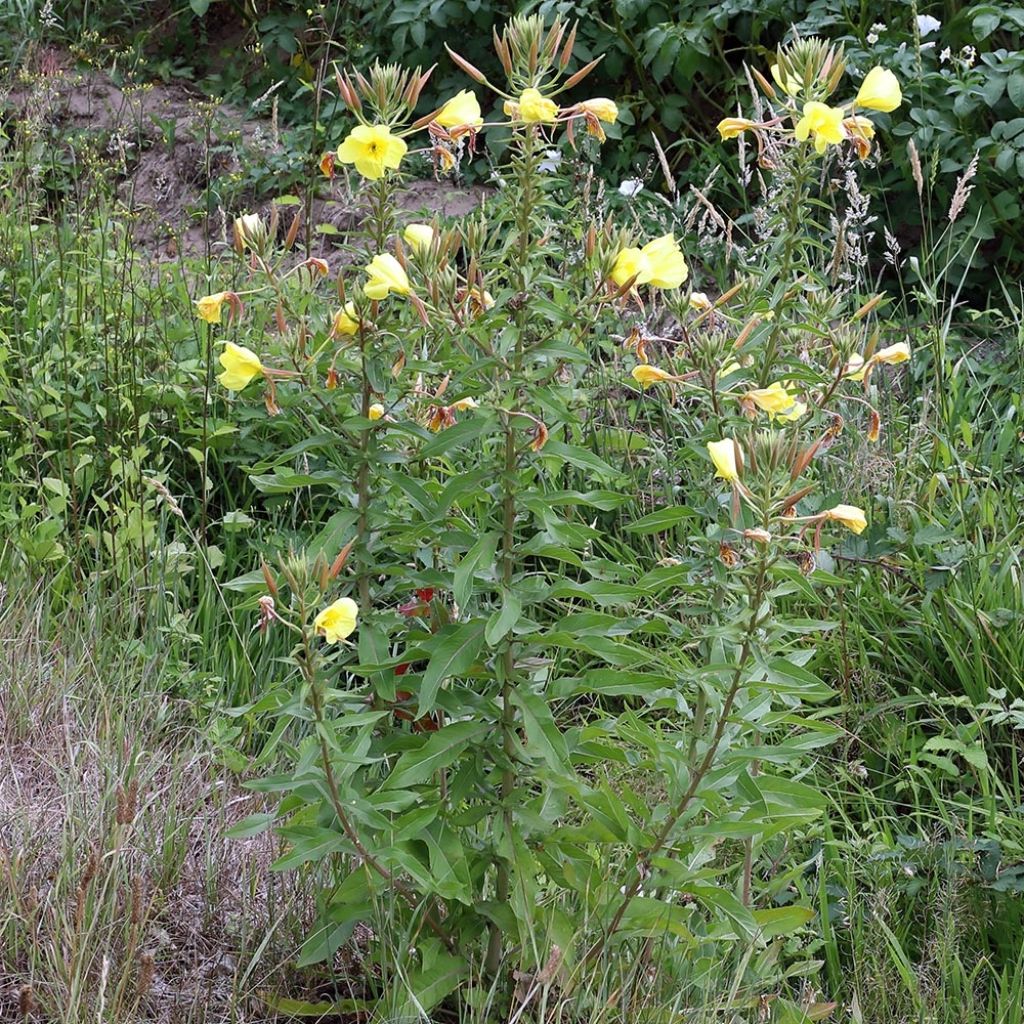 Oenothera glazioviana - Oenothera erythrosepala - Onagre de Lamarck