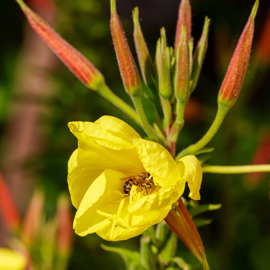 Oenothera glazioviana - Onagre de Lamarck