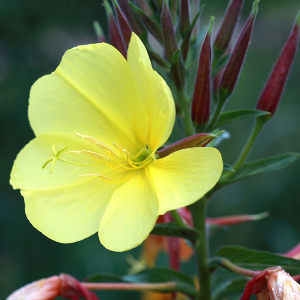 Oenothera glazioviana - Onagre de Lamarck