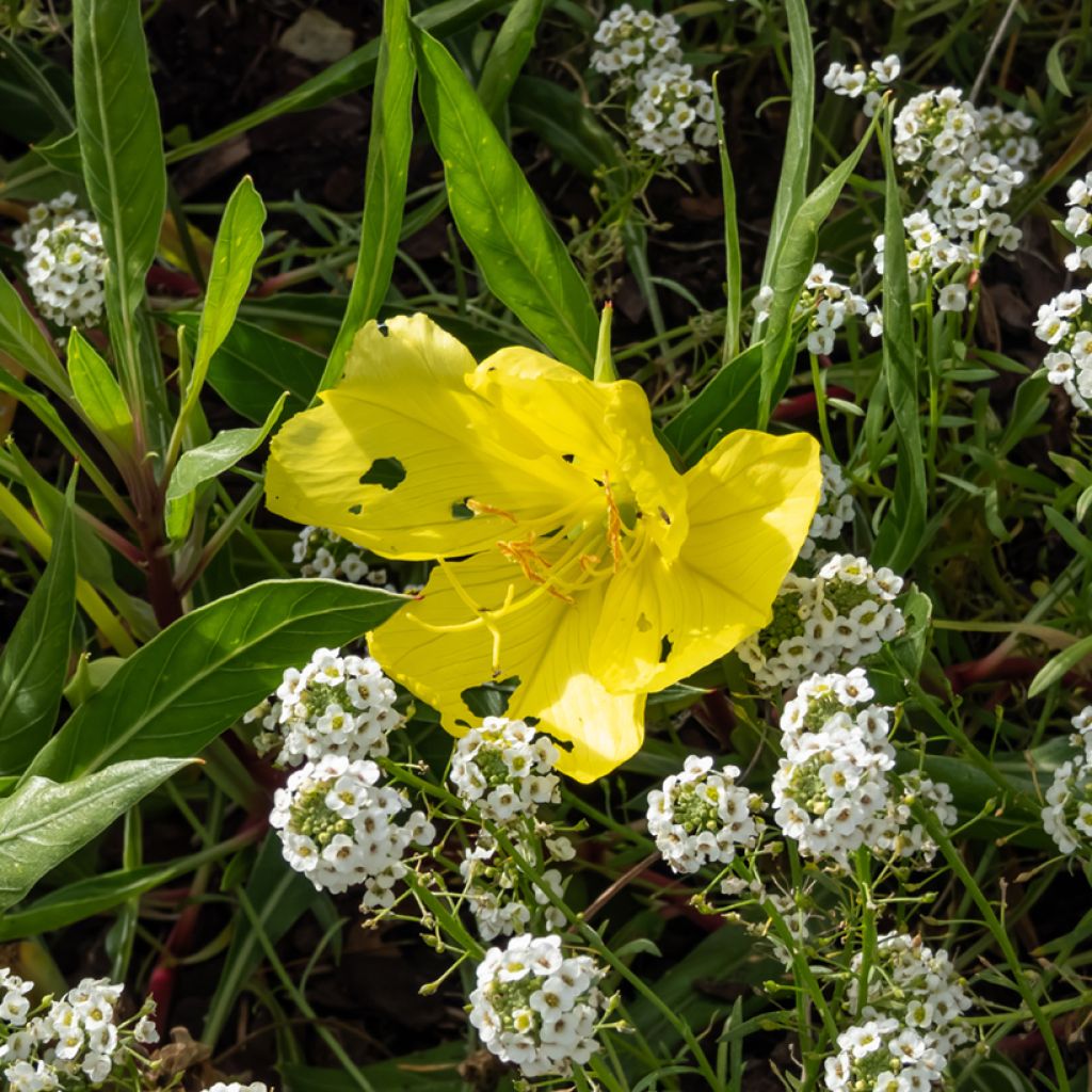 Oenothera missouriensis - Onagre du Missouri