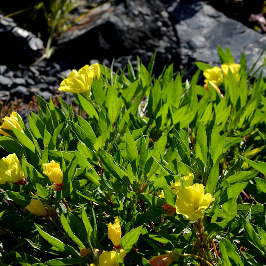 Oenothera missouriensis - Onagre du Missouri