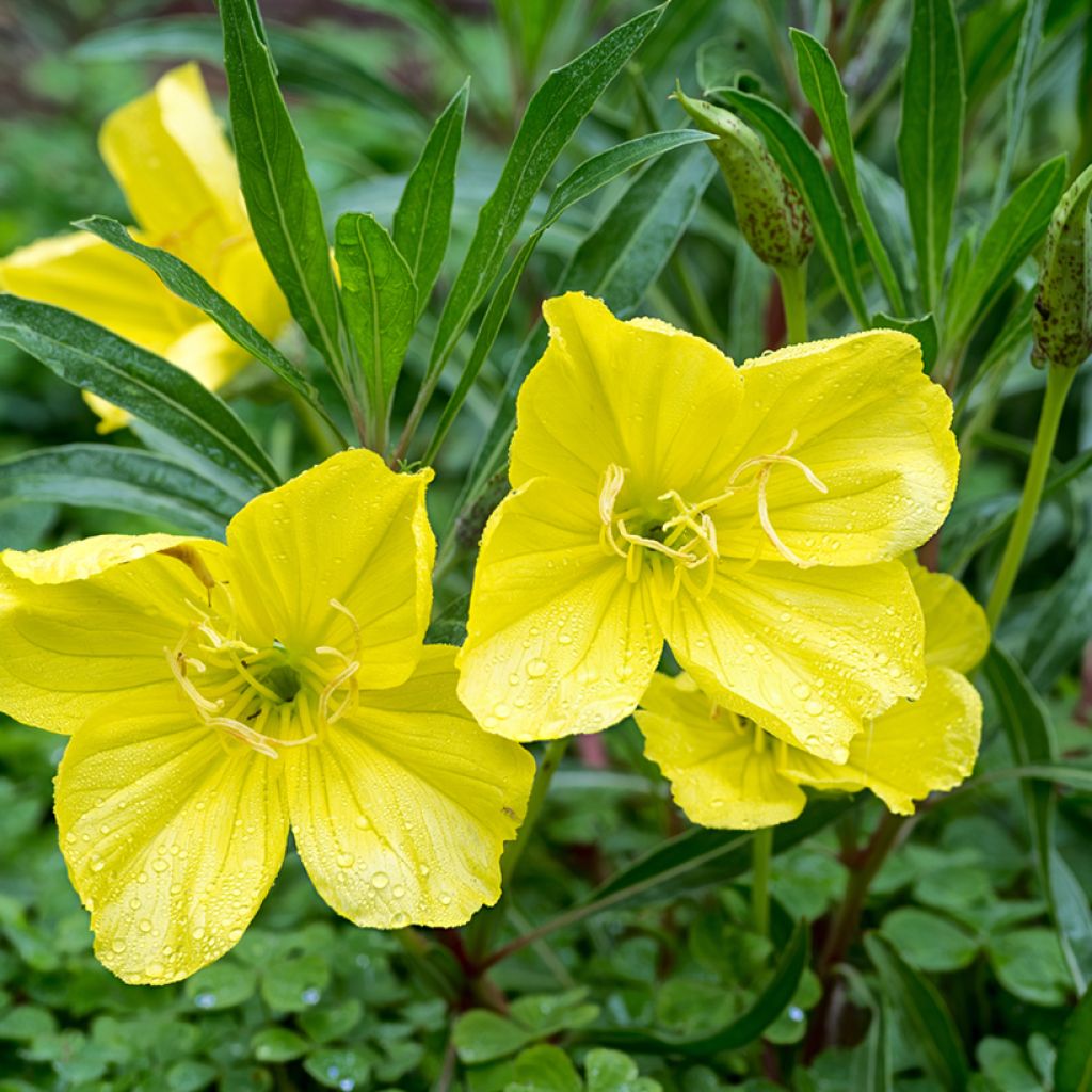 Oenothera missouriensis - Onagre du Missouri