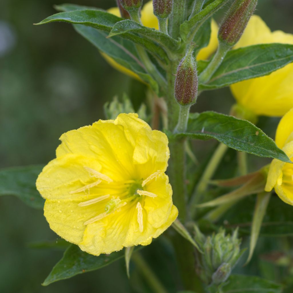 Oenothera missouriensis - Onagre du Missouri