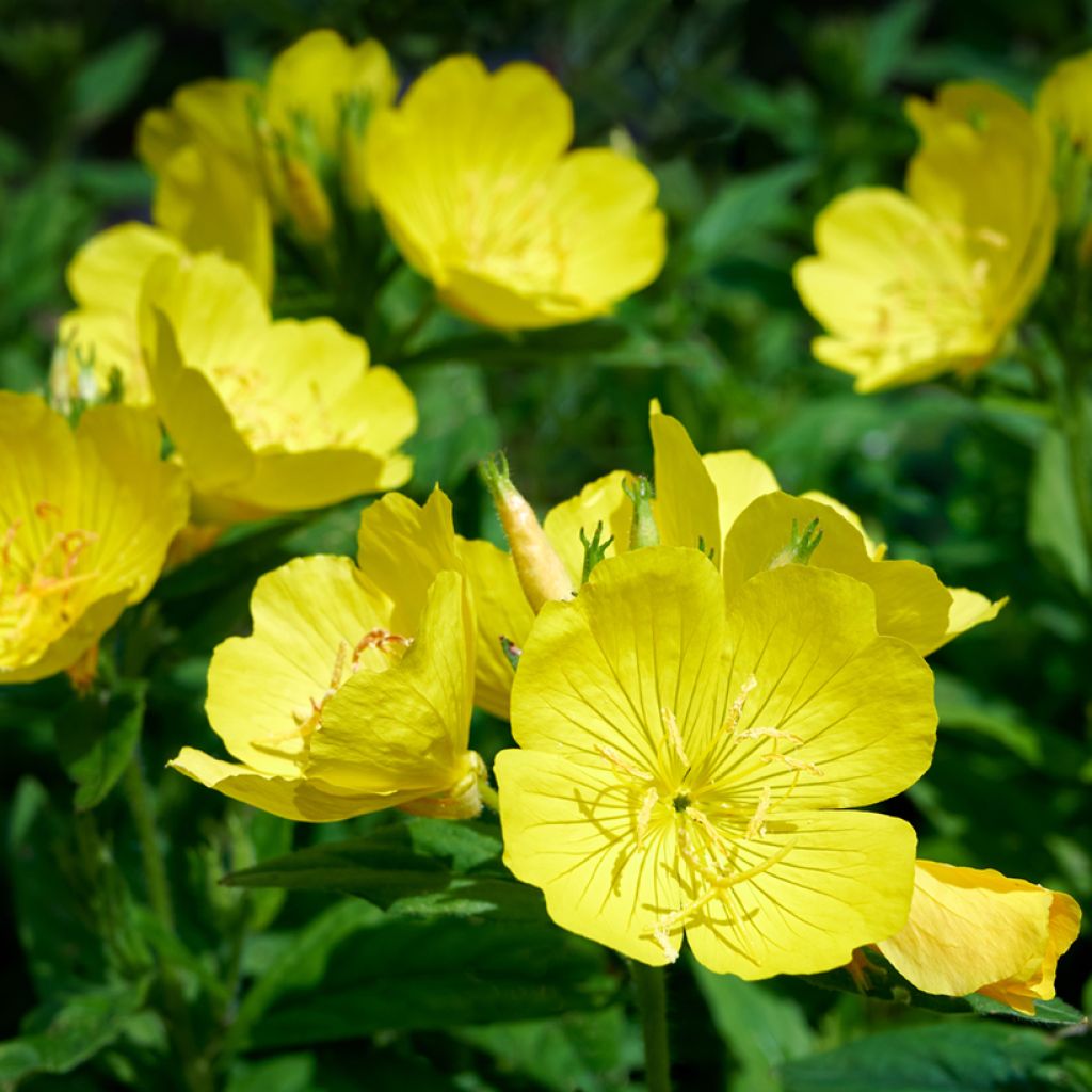 Oenothera missouriensis - Onagre du Missouri