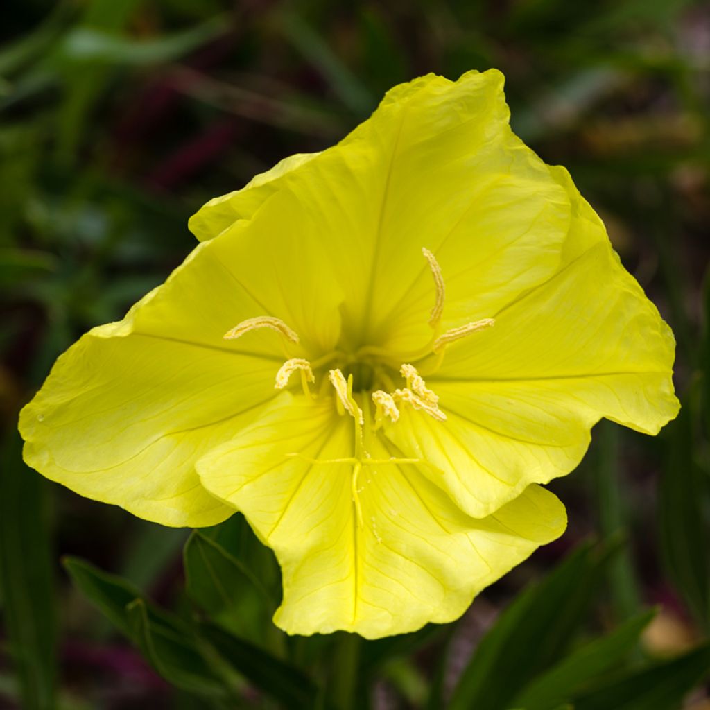 Oenothera missouriensis - Onagre du Missouri