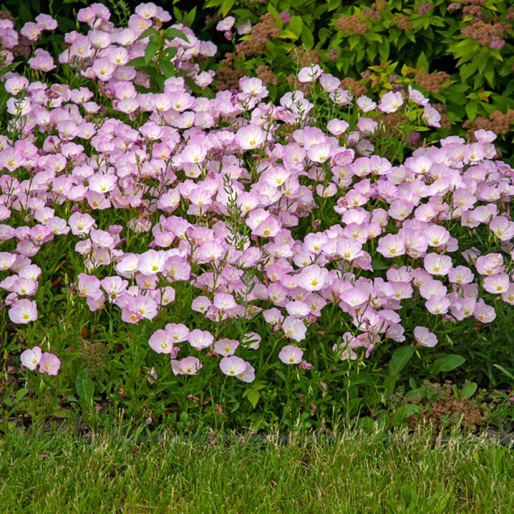 Oenothera speciosa - Oenothère rose