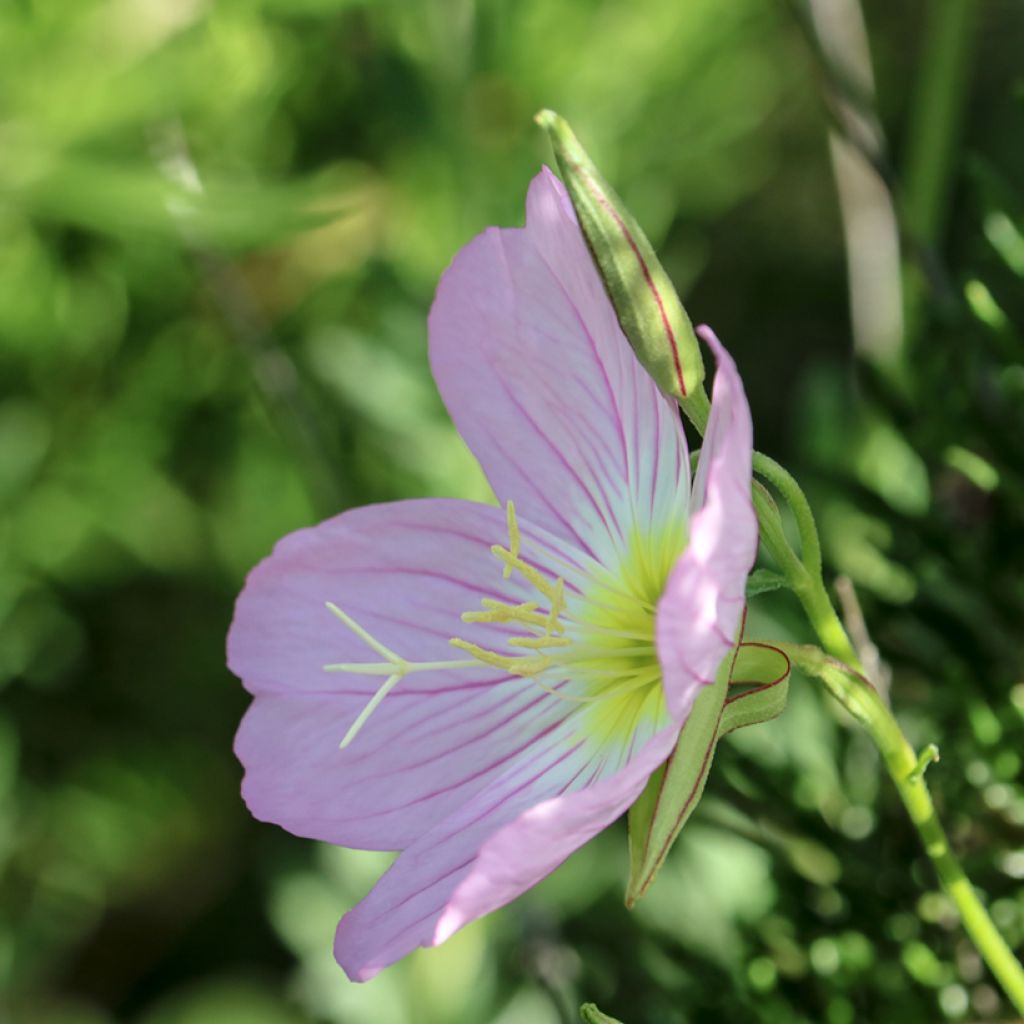 Oenothera speciosa Siskiyou - Onagre rose 