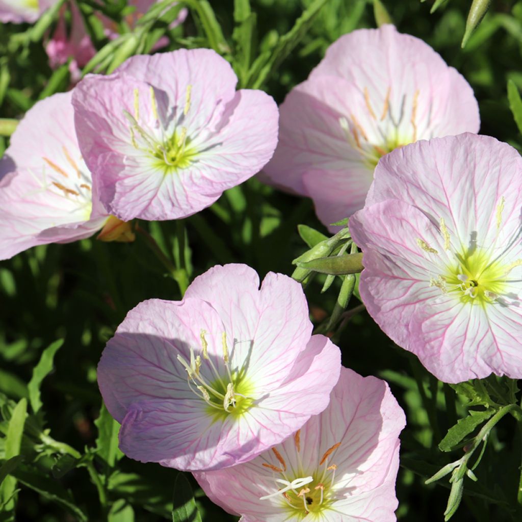 Oenothera speciosa Siskiyou - Onagre rose 