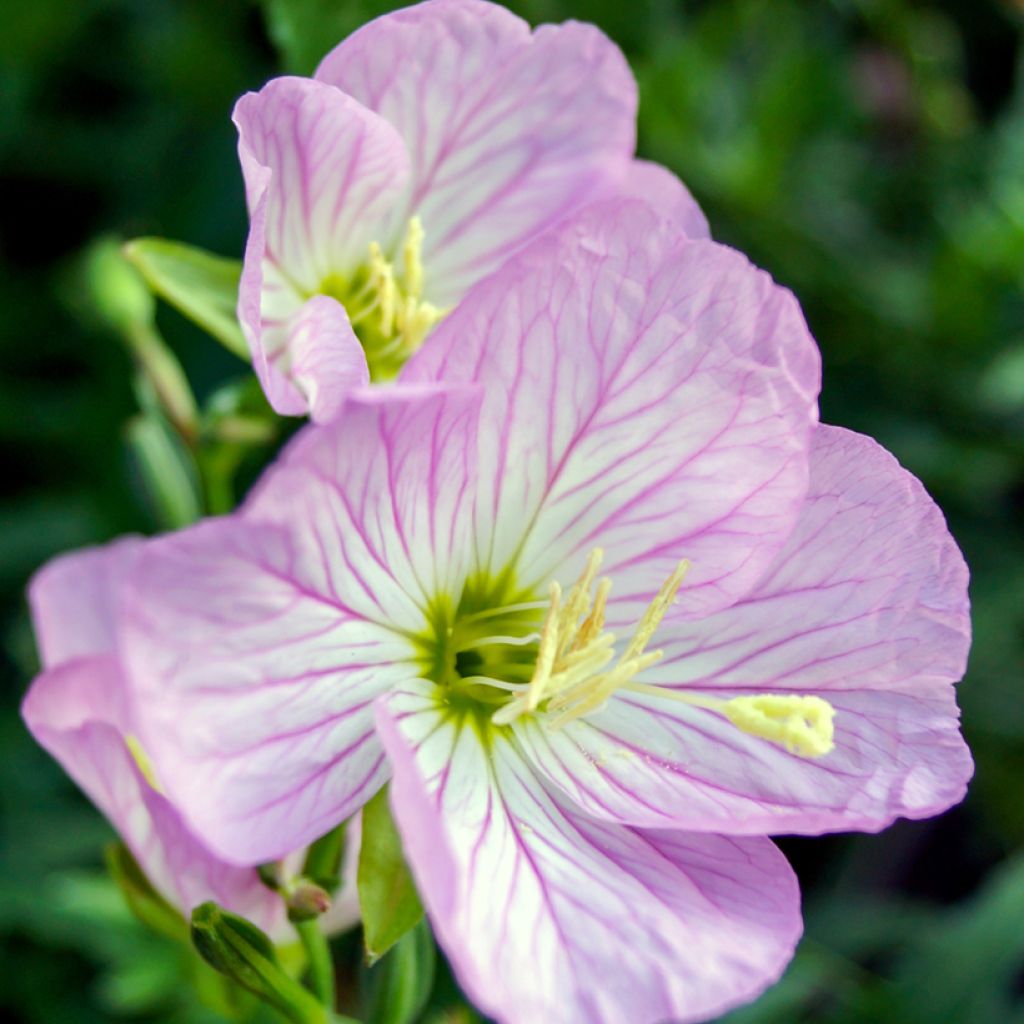 Oenothera speciosa Siskiyou - Onagre rose 