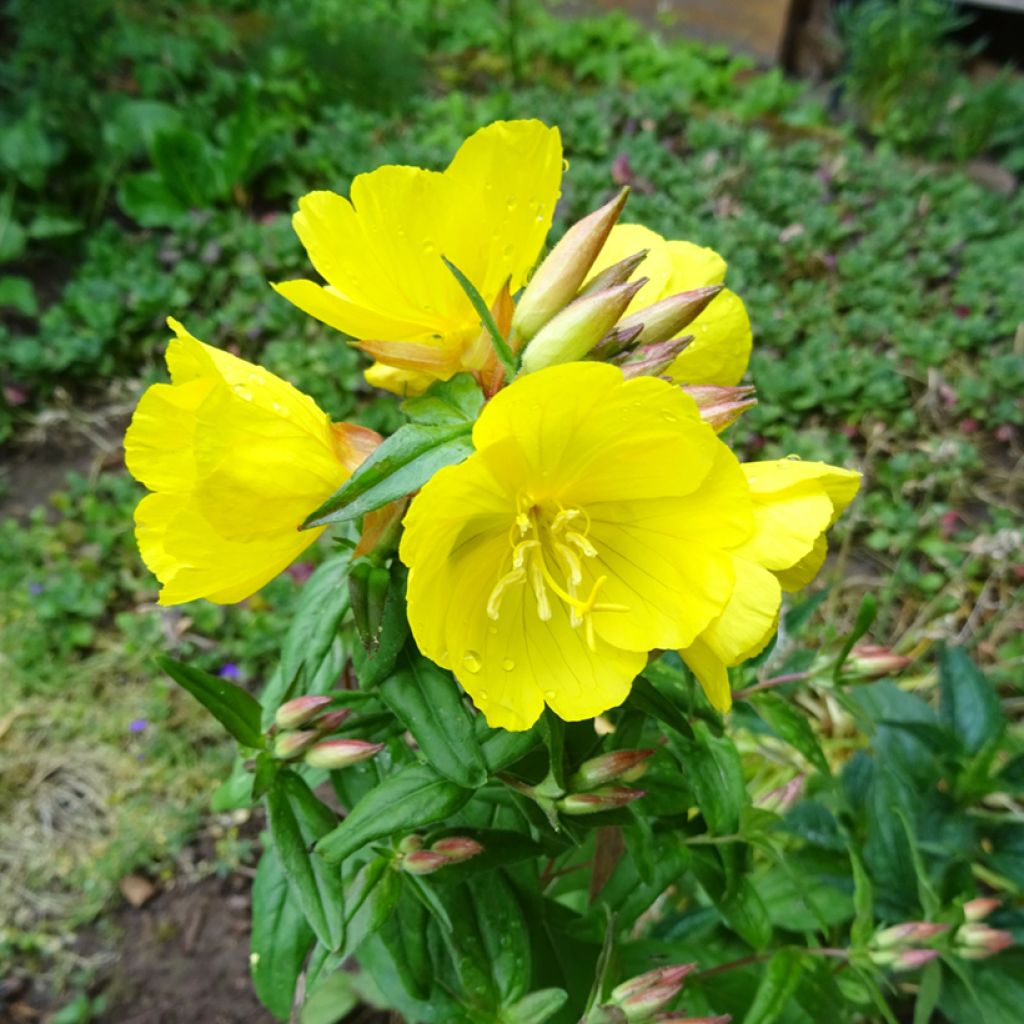 Oenothera tetragona - Onagre tétragone