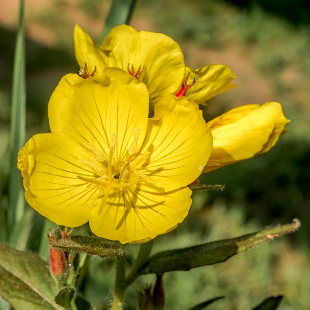 Oenothera tetragona - Onagre tétragone