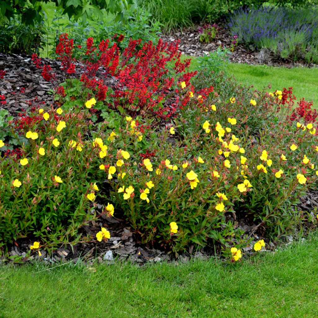 Oenothera tetragona - Onagre tétragone