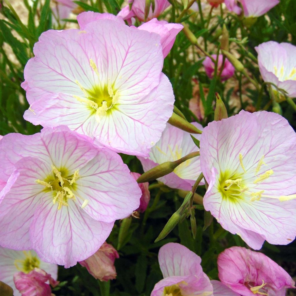 Onagre rose - Oenothere Siskiyou - Oenothera speciosa Siskiyou 