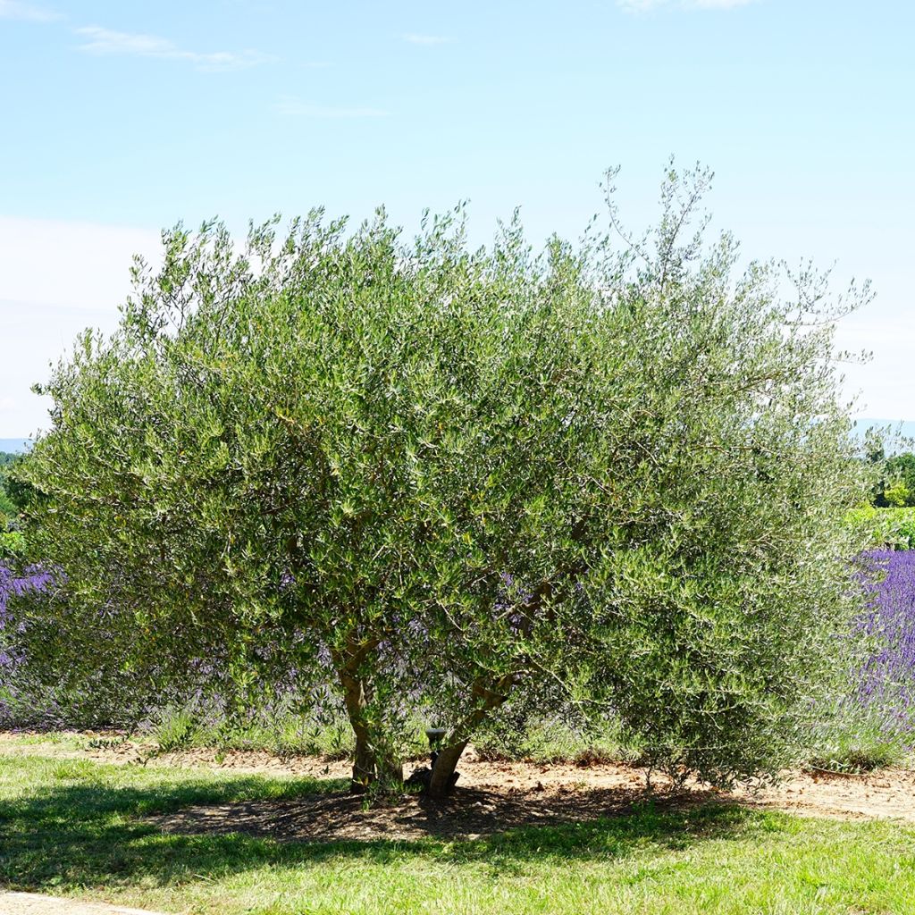 Olivier - Olea europaea