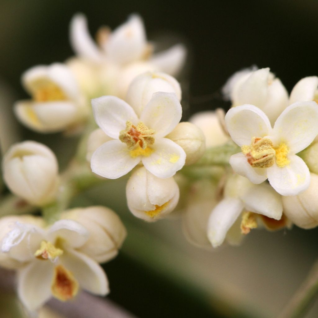 Olivier - Olea europaea