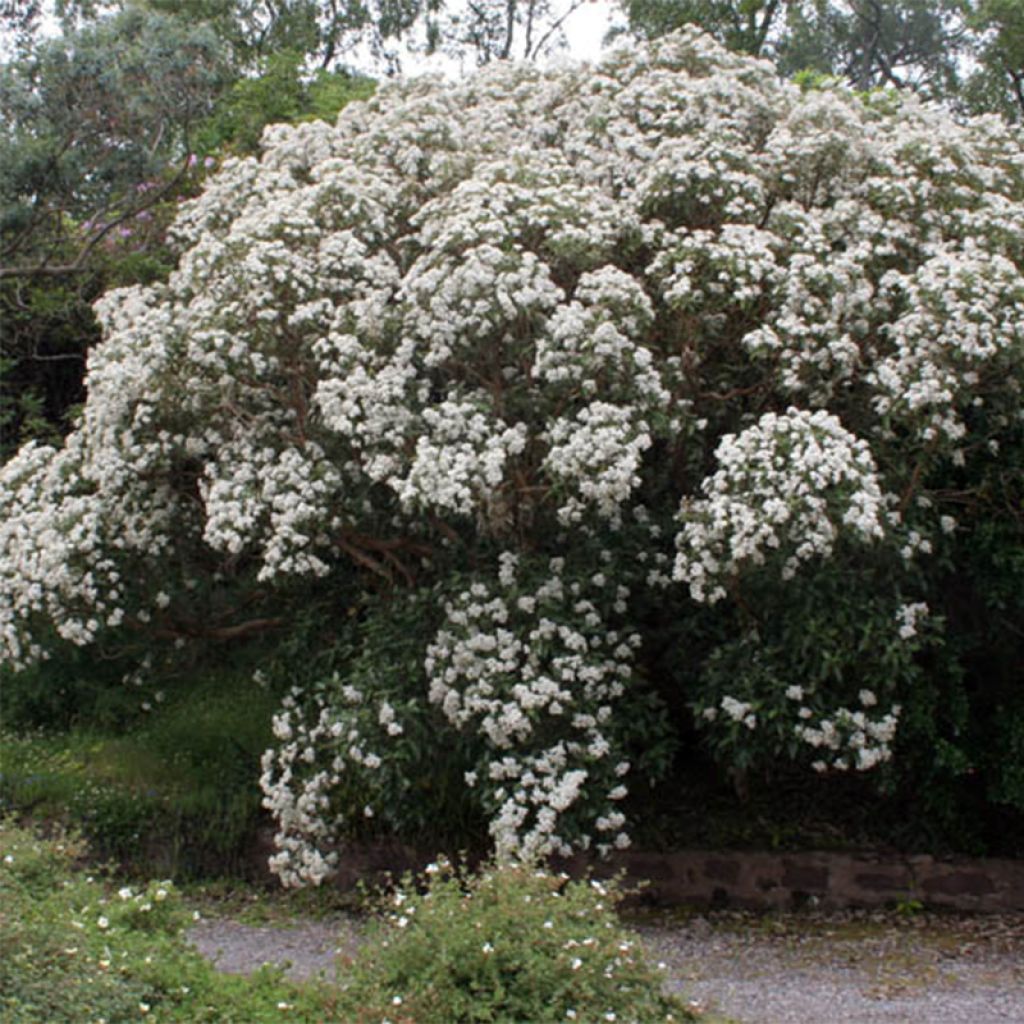 Olearia macrodonta Major - Houx de Nouvelle-Zélande