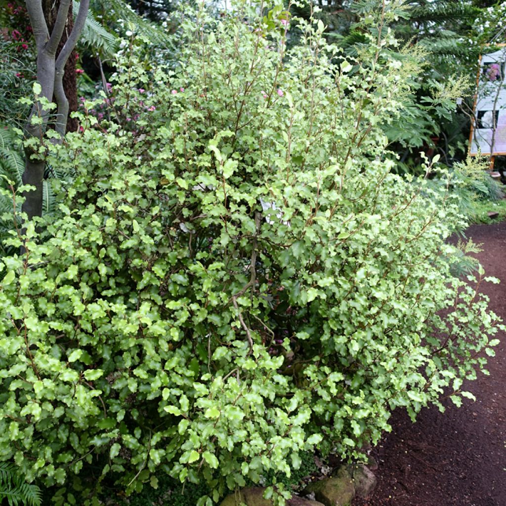 Olearia paniculata - Aster en arbre