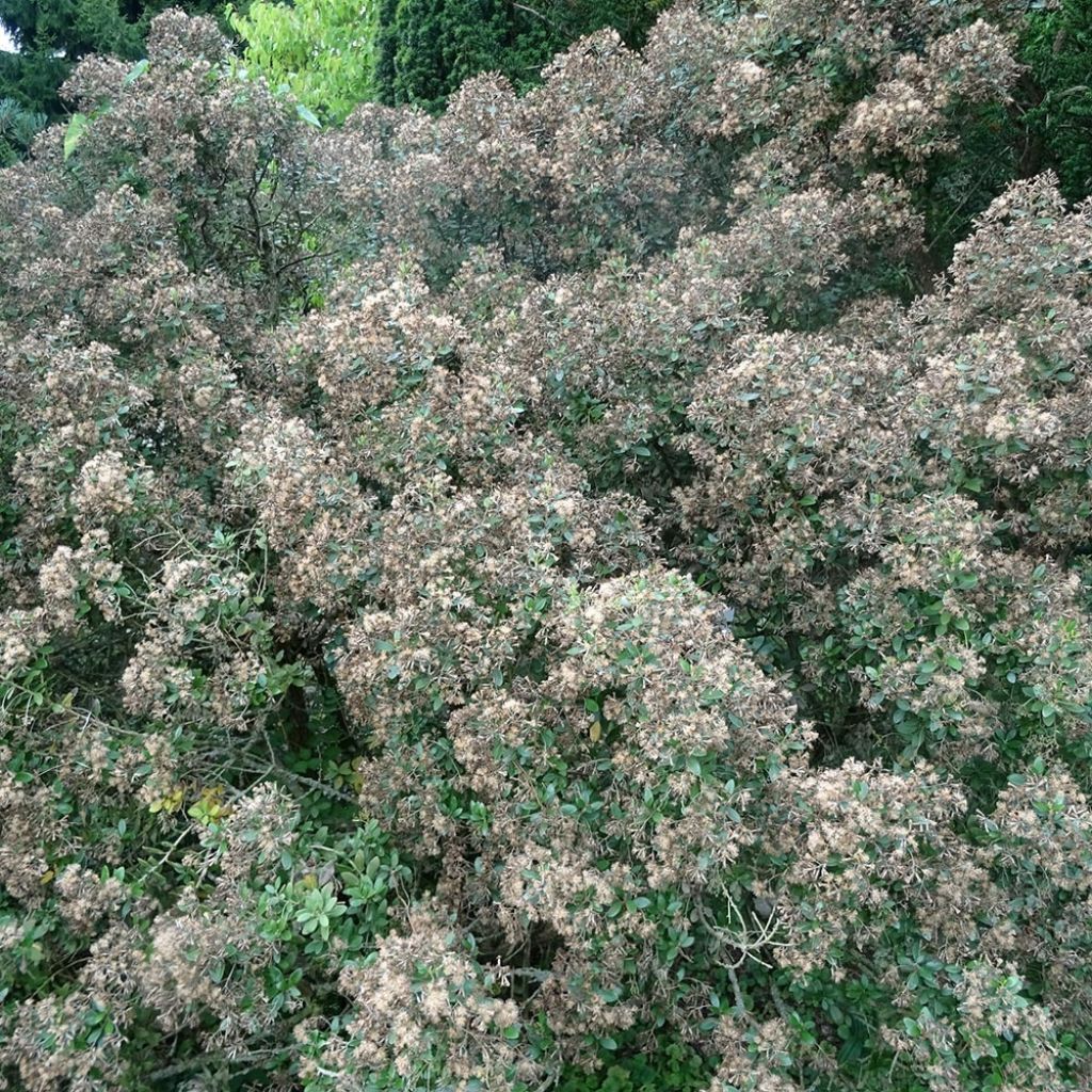 Olearia (x)  haastii - Aster en arbre