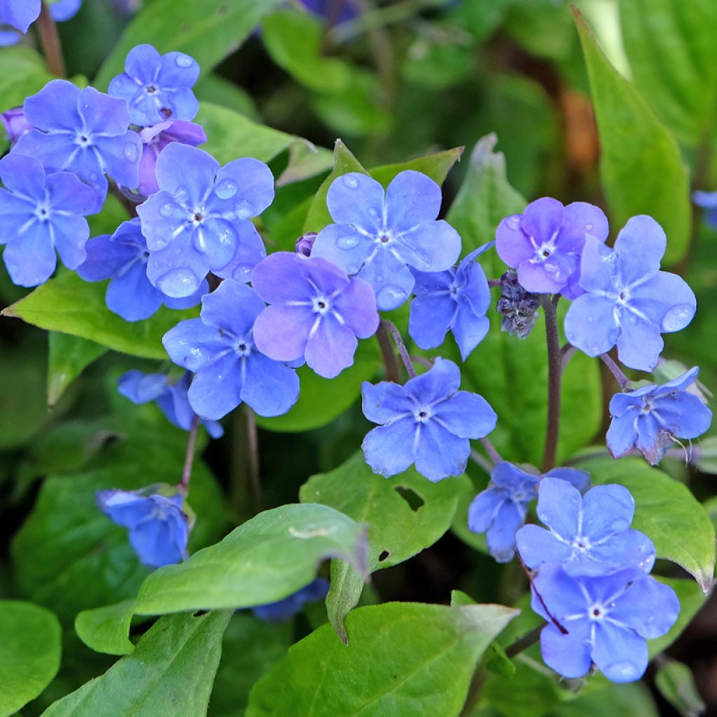 Omphalodes Cappadocica Cherry Ingram