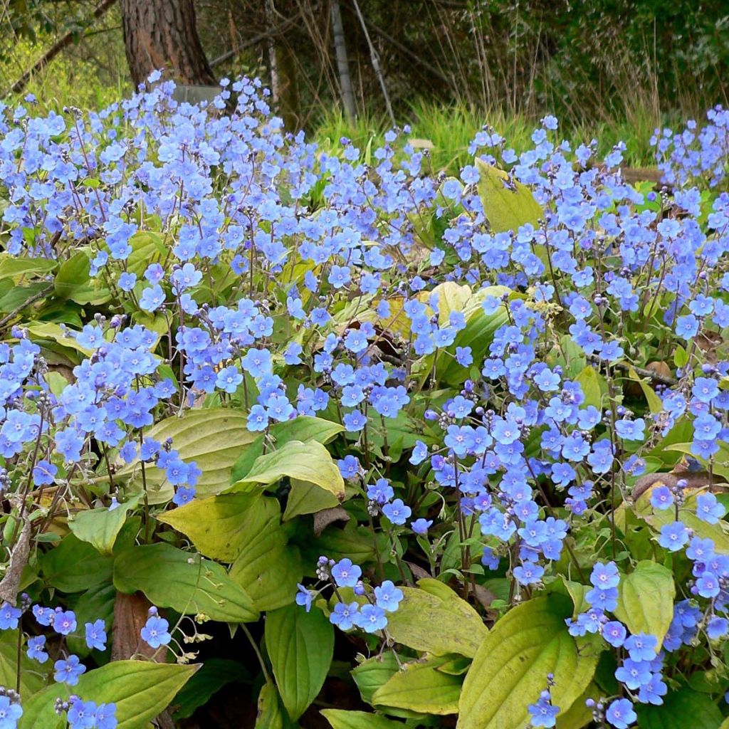 Omphalodes Cappadocica