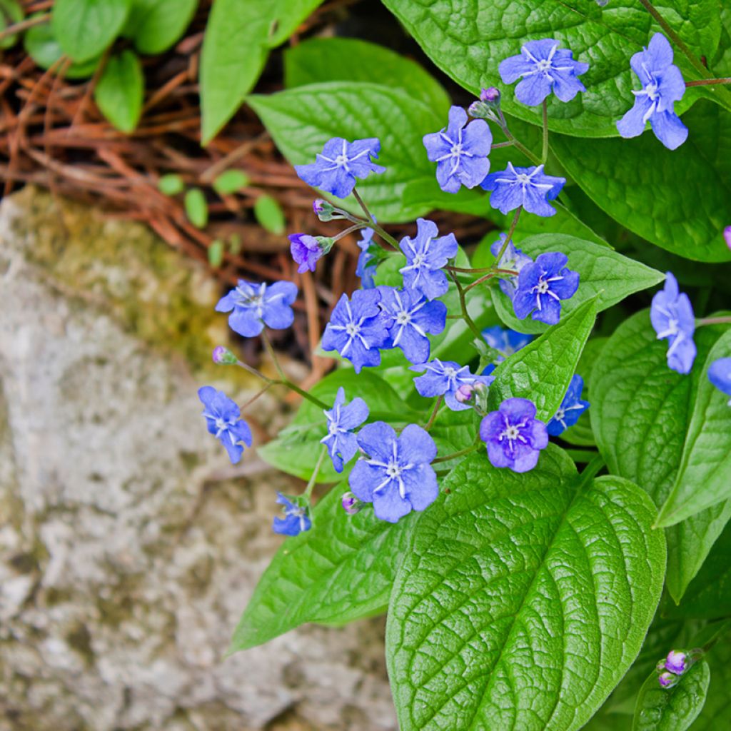 Omphalodes verna