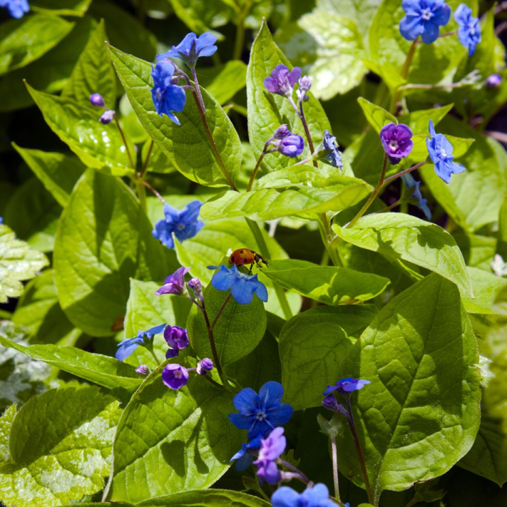 Omphalodes verna