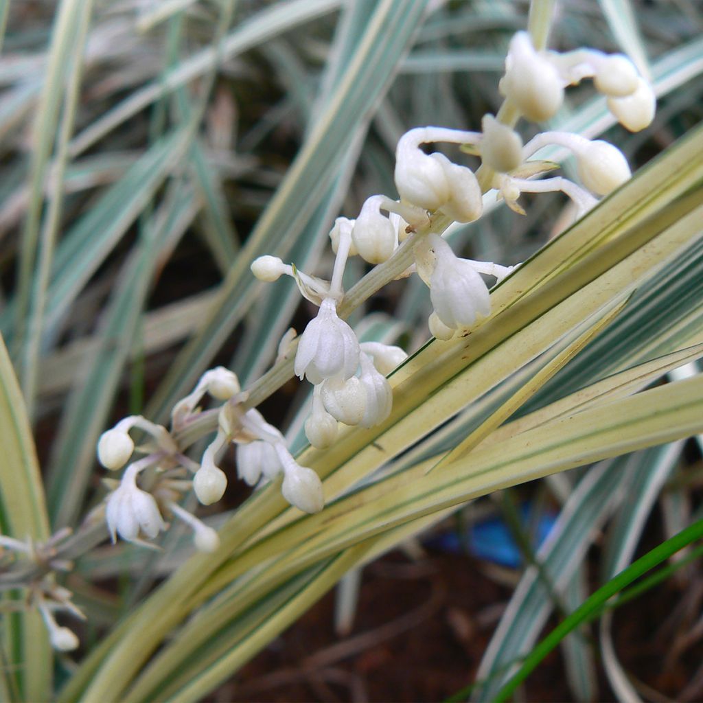 Ophiopogon Albo variegata ou Albovariegatus