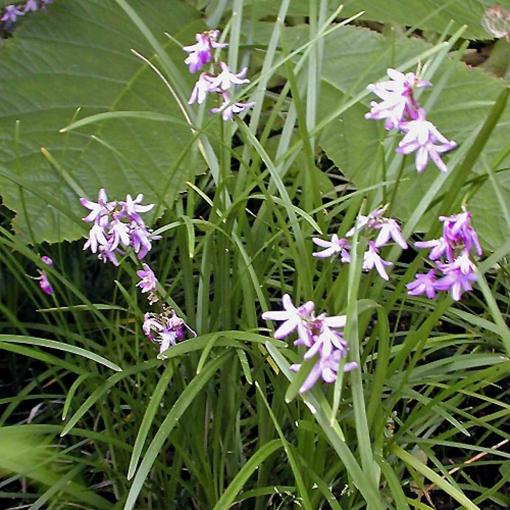 Ophiopogon chingii - Herbe aux turquoises