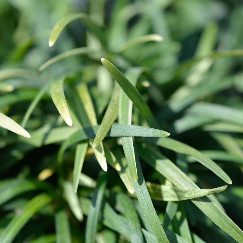 Ophiopogon japonicus Minor - Barbe de serpent ou Herbe aux turquoises