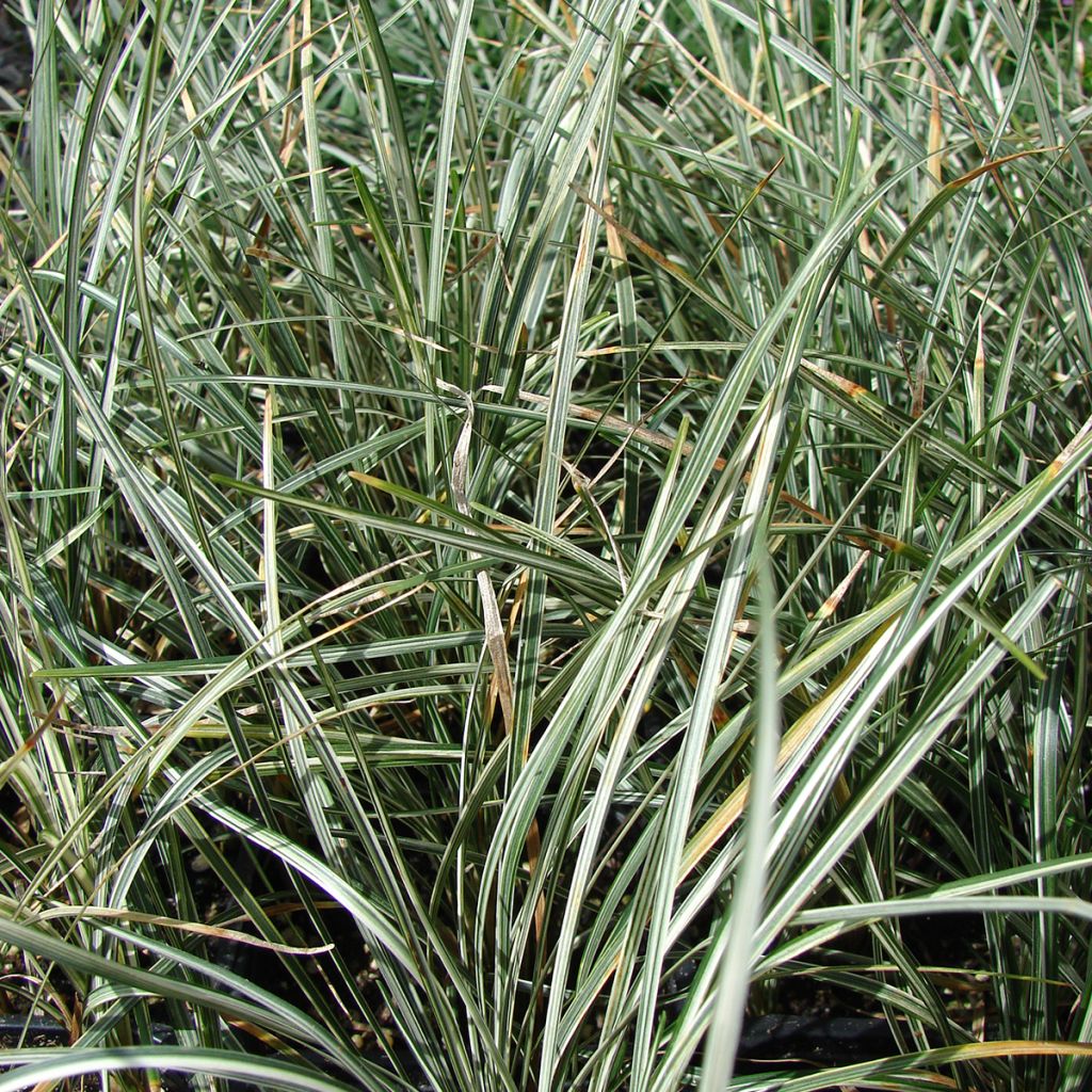 Ophiopogon japonicus Silver Mist - Herbe aux turquoises panachée