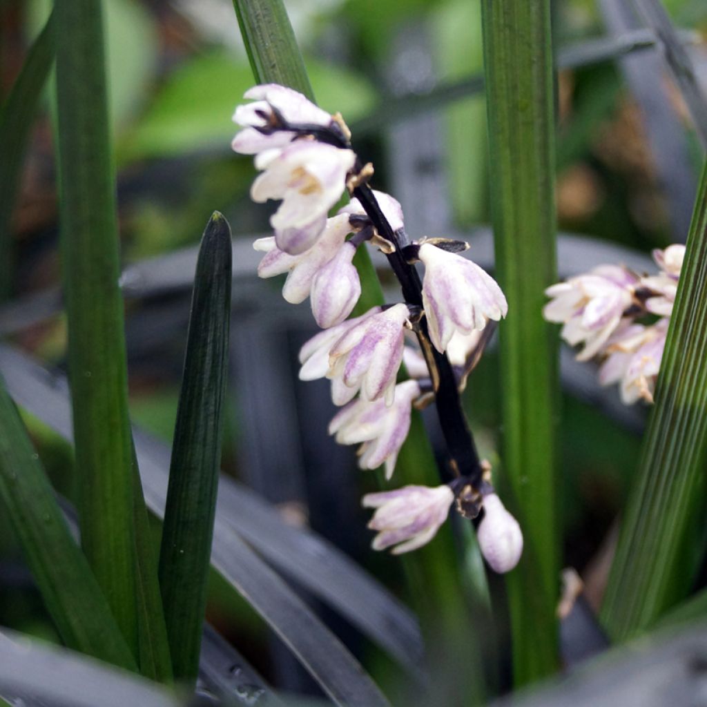 Ophiopogon noir - Ophiopogon planiscapus Nigrescens