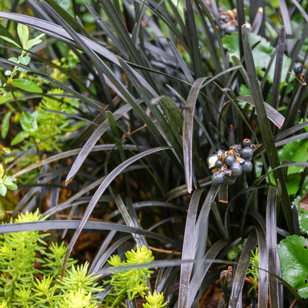 Ophiopogon noir - Ophiopogon planiscapus Nigrescens