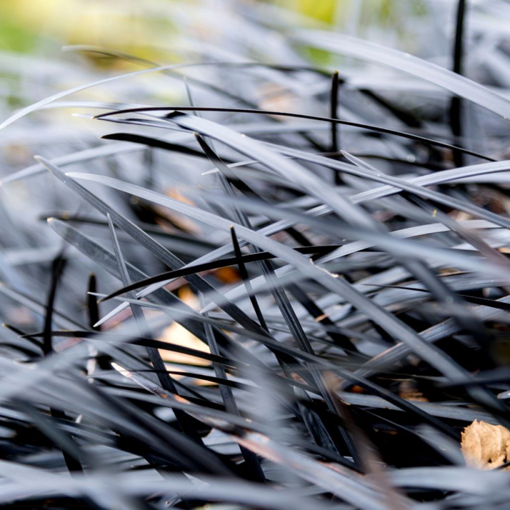 Ophiopogon noir - Ophiopogon planiscapus Nigrescens