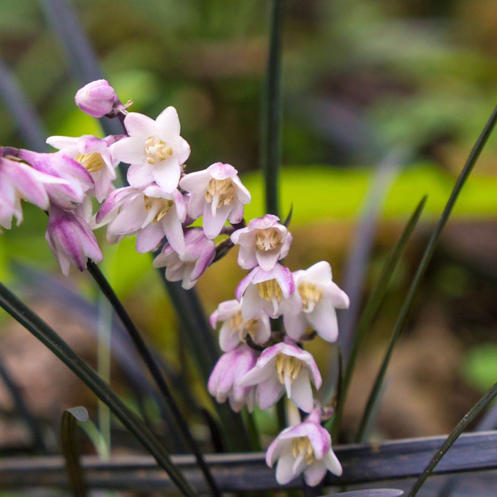 Ophiopogon noir - Ophiopogon planiscapus Nigrescens