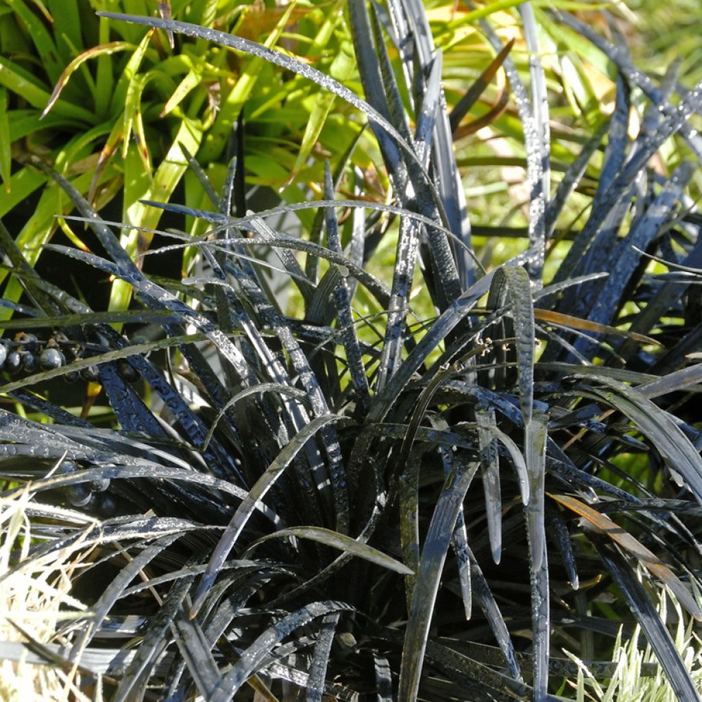 Ophiopogon noir - Ophiopogon planiscapus Nigrescens