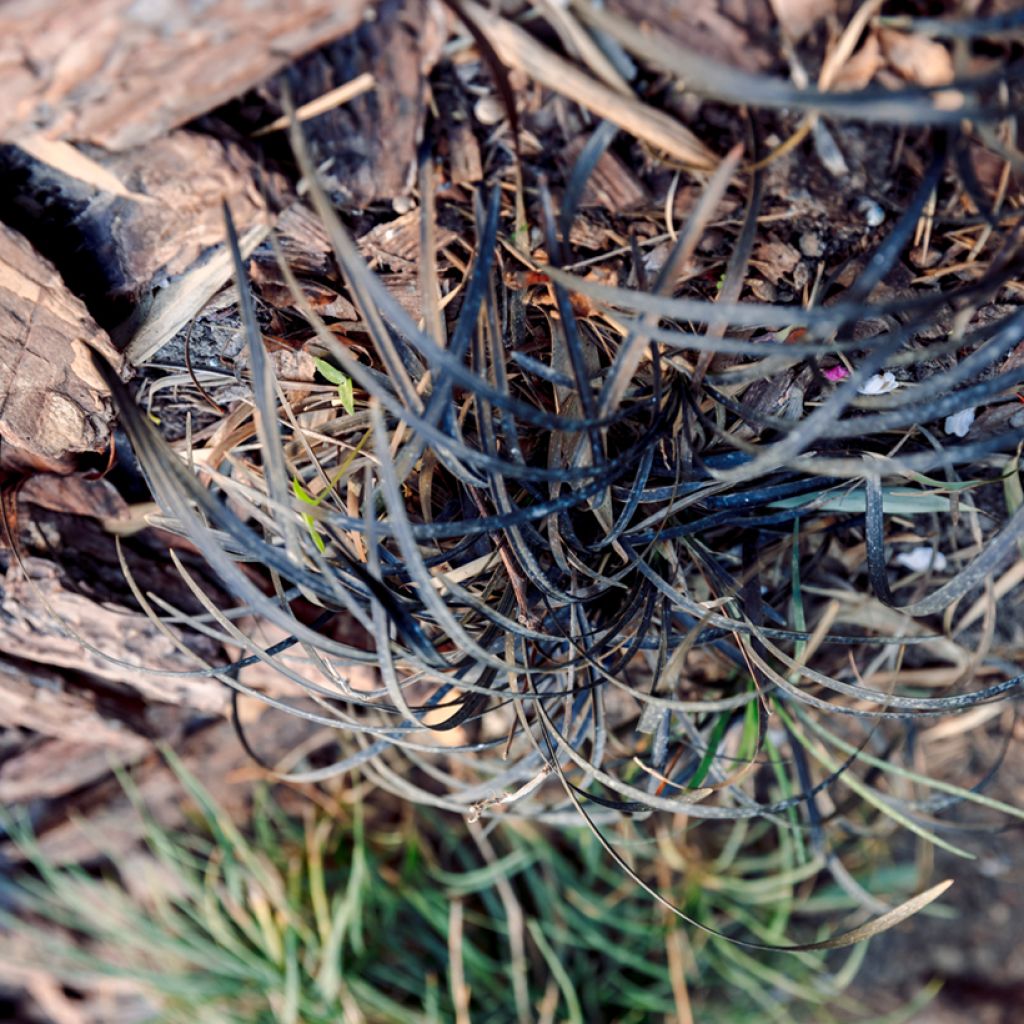 Ophiopogon noir - Ophiopogon planiscapus Nigrescens