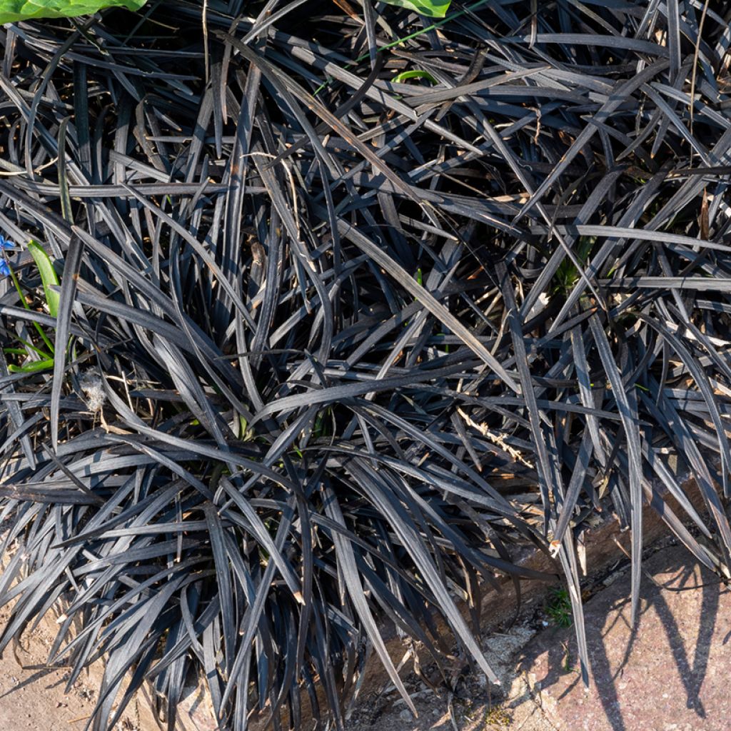 Ophiopogon noir - Ophiopogon planiscapus Nigrescens