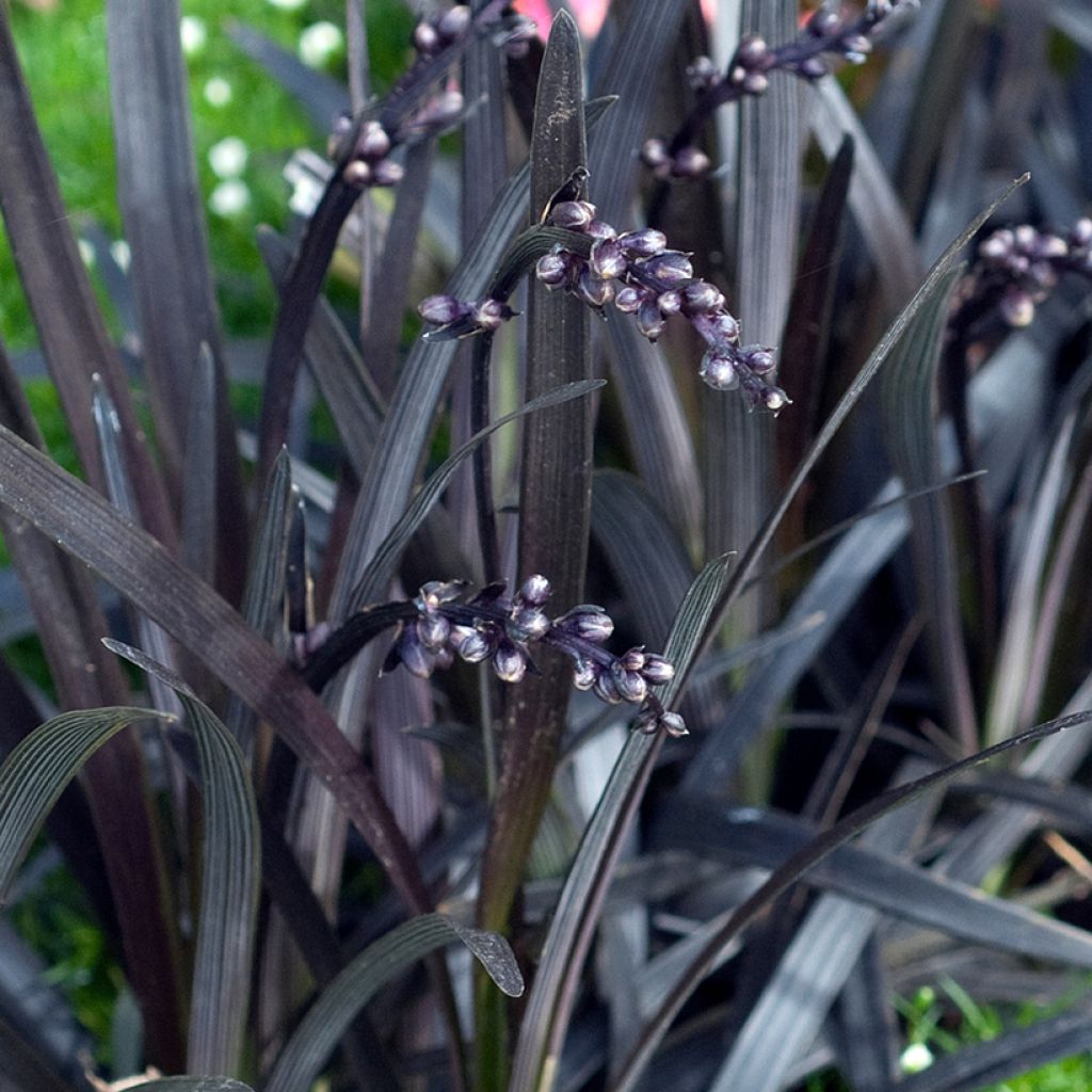 Ophiopogon noir - Ophiopogon planiscapus Nigrescens