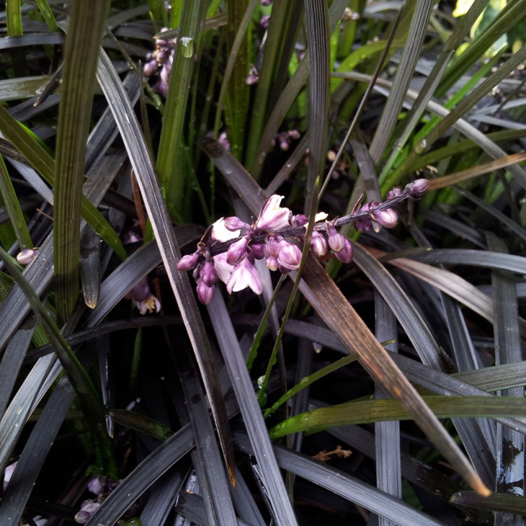 Ophiopogon planiscapus Black Dragon