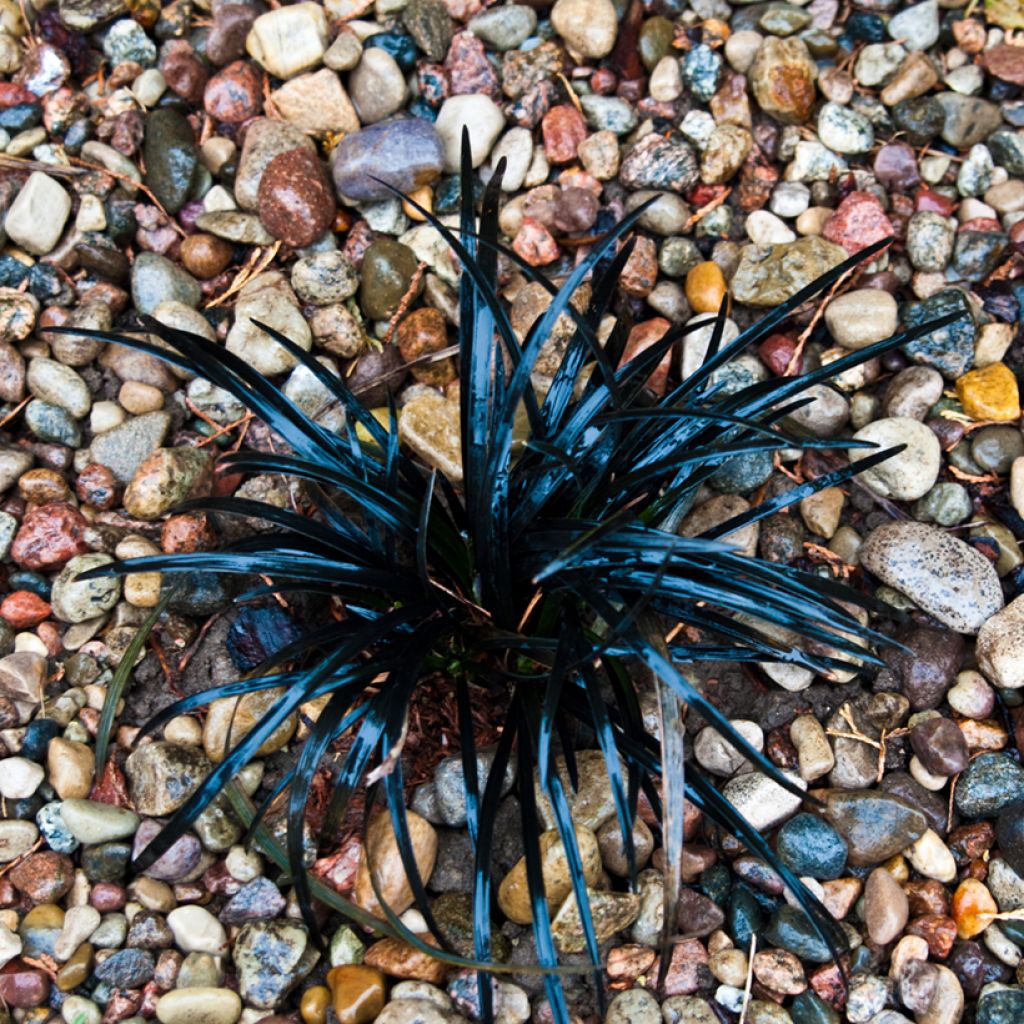 Ophiopogon planiscapus Black Dragon